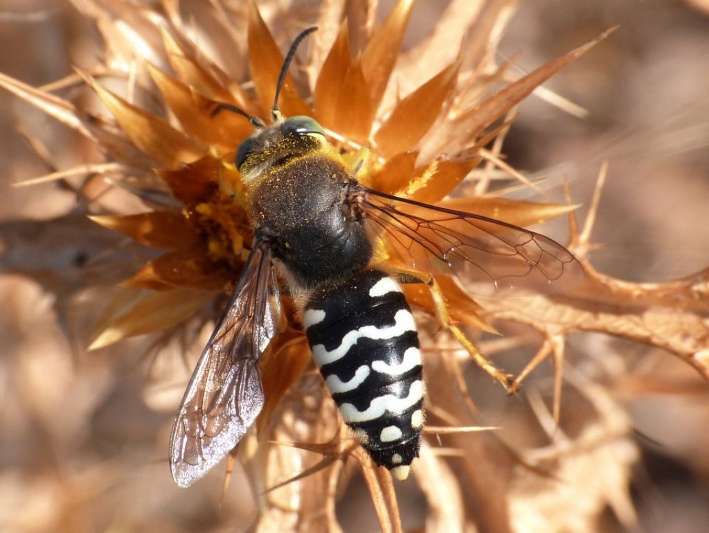 Crabronidae: Bembix rostrata (cf.)